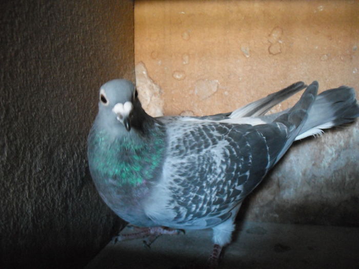 F 2014 Menne-Wanroy-Aarden