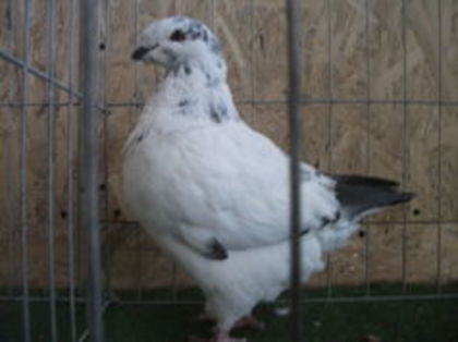 M-2015-EE-13691 - Porumbei Americani-Vanduti