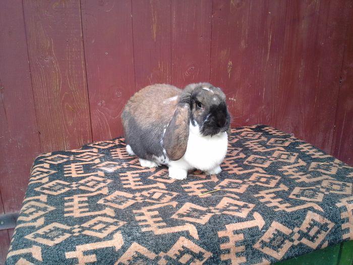 fem 2 thuringen cu manta