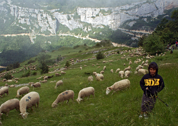 Oile la pascut-kb65 - Rase de oi si capre poze deosebite 10