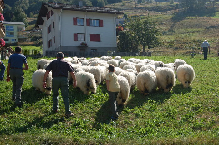 Oitele bot-negru din spate - Rase de oi si capre poze deosebite 10