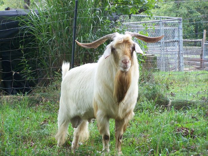 Tap Kiko frumos - Rase de oi si capre poze deosebite 10