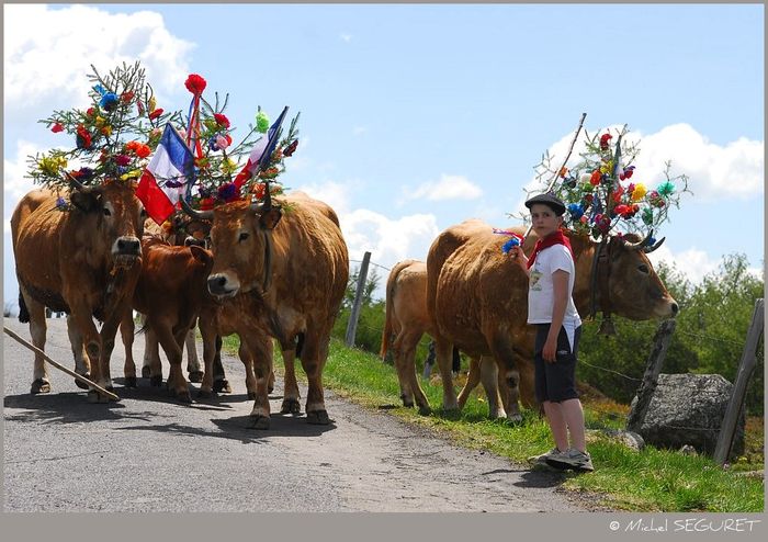 Vacutele Aubrac-8y6 - Rase de oi si capre poze deosebite 10