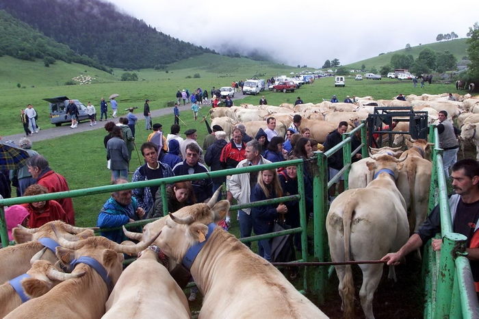 Vacutele lor,,, - Rase de oi si capre poze deosebite 10