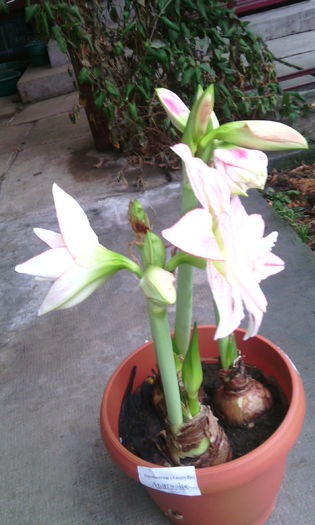 IMG_20160216_165134[1]