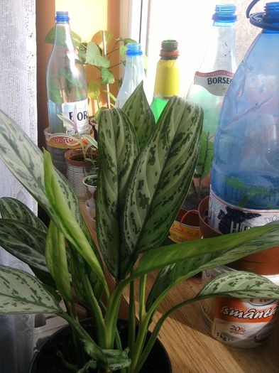 018-aglaonema-Cristine - Aglaonema- varietati