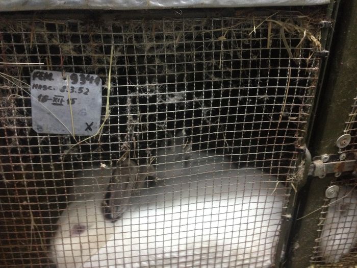 image - A-IEPURI CALIFORNIENI