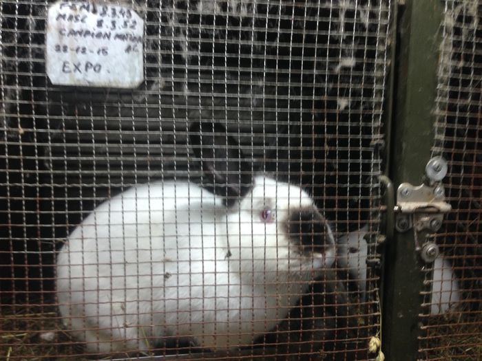 image - A-IEPURI CALIFORNIENI