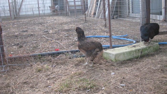 Picture 7679 - Gaini araucana potarnichiu matca 2016 achizitie Germania