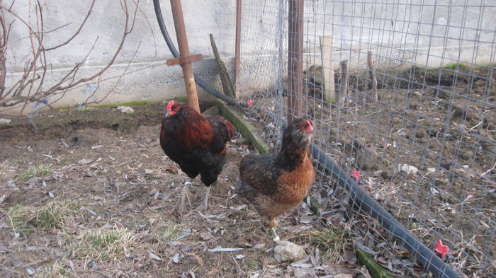 Picture 7697 - Gaini araucana potarnichiu matca 2016 achizitie Germania