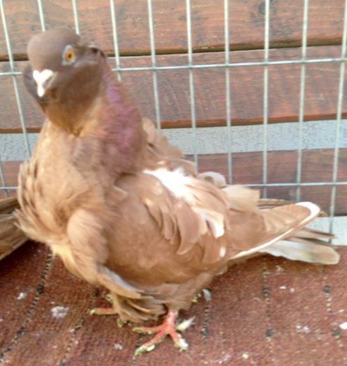 image - 24_PESCARUSI CHINEZI TALIA MARE MATCA-2021