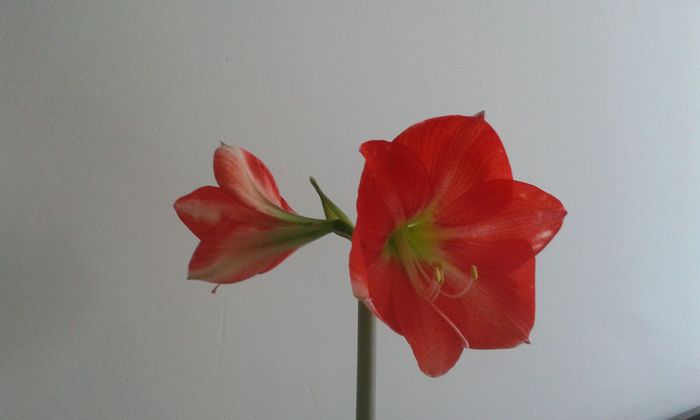 IMG-20160127-WA0002 - AMARYLLIS