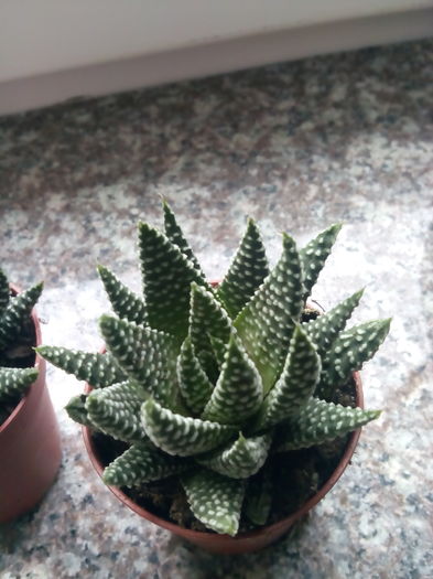 Haw pumila - Plante suculente