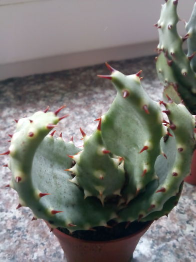 Aloe aculeata