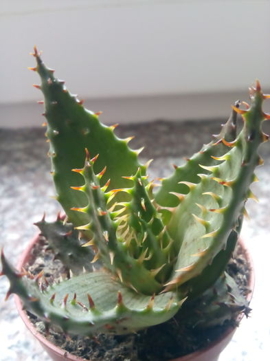 Aloe erinacea