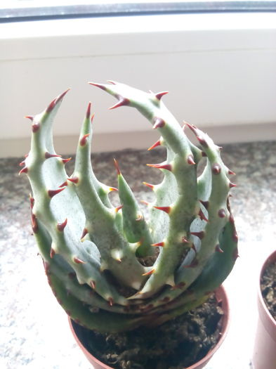 Aloe aculeata - Aloe