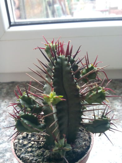 Euphorbia ferox - CACTUSI rog identificare