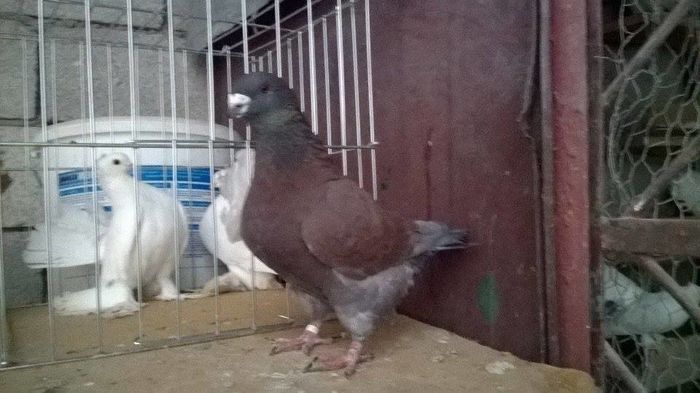 12722069_1049558475101568_128749893_n