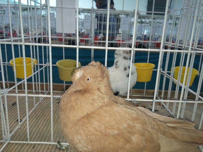 IMG-20160214-WA0027; Fica tardivu.2014
