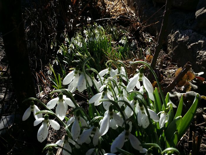 20160214_133546 - In gradina 2016