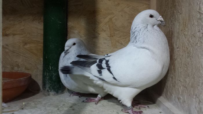 M-2014-617&F-2015-4384