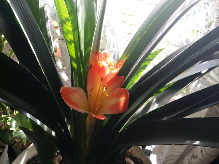 20160214_132749 - Plante in ghiveci 2016