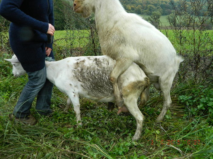 dona este mama dianei - 2016 a montarea caprelor in 2015