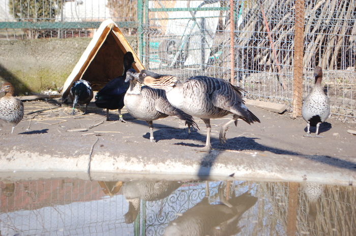 DSC_0013 - Gaste Hawaii - Branta sandvicensis