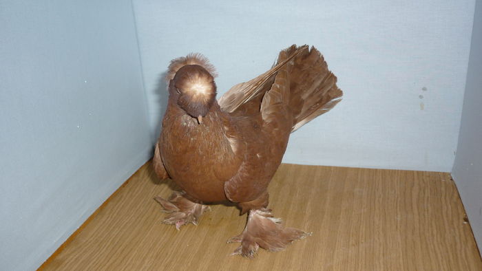 M 13286 - Jucatori de Botosani poze