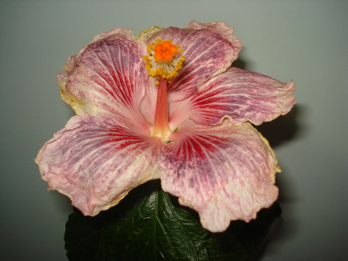DSC04602 - HIBISCUS 2016