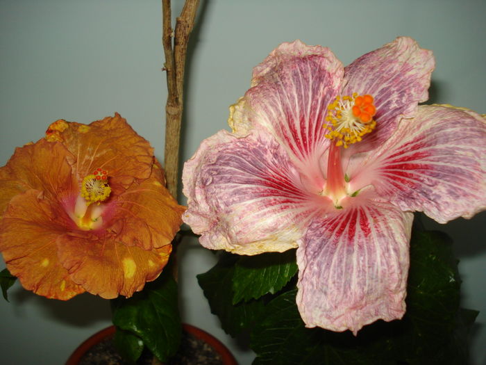 DSC04591 - HIBISCUS 2016