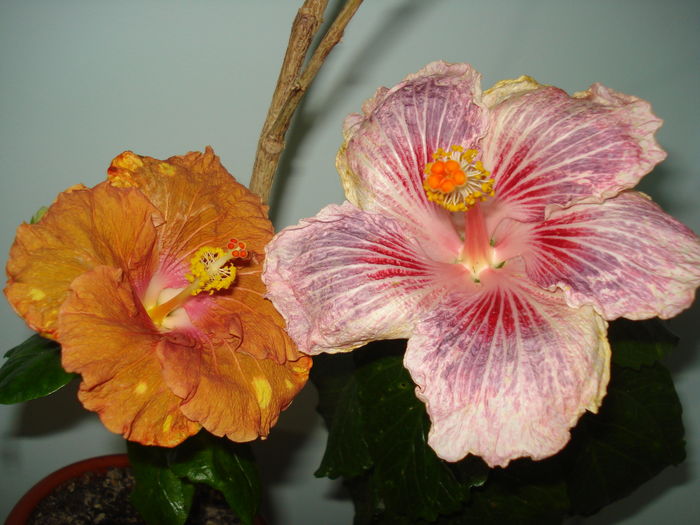 DSC04592 - HIBISCUS 2016
