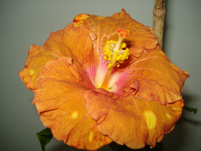 DSC04595 - HIBISCUS 2016