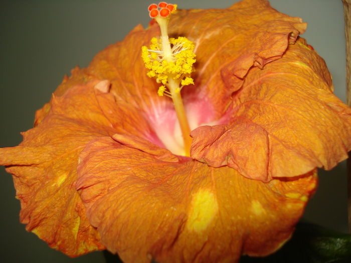 DSC04607 - Hibiscus Little Special