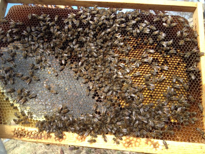 16-02-2016 - 03 Albinutele mele