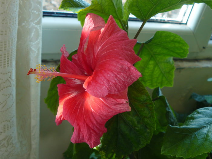 P1050004