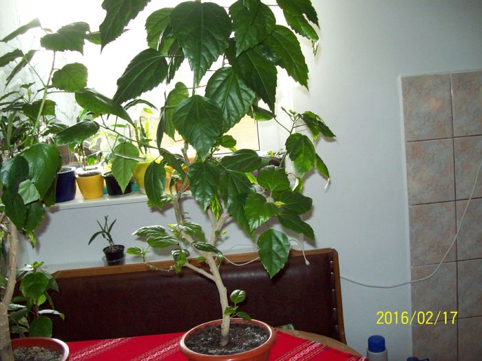 Clasicul Rosu batut; 50 plus transport
