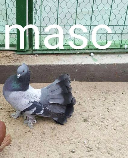 Dnu.Horea Loc.Tasnad jud.Satu Mare - 8___-PERSOANE CU CARE AM COLABORAT- VANZARI