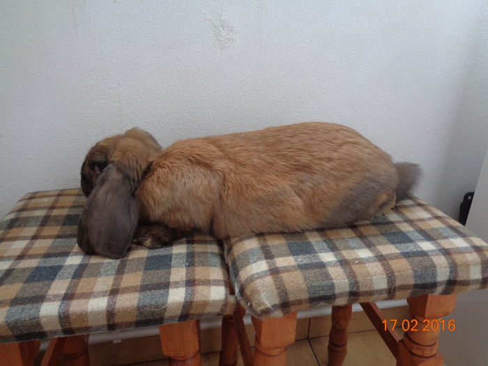 DSC00771; ~ vaccin pe data de 06.12.2015
~ vaccin pe data de 06.01.2016
