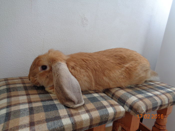 MASCUL PE CULOAREA - ROSU ➦ N.21/10/2015