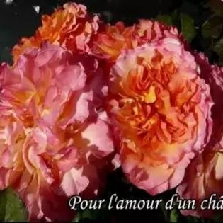 Pour L'Amour D'un Ch