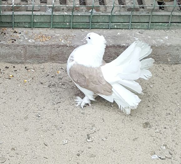 fem.2015.Dnu.Horea.Loc.Tasnad.jud.Satu Mare