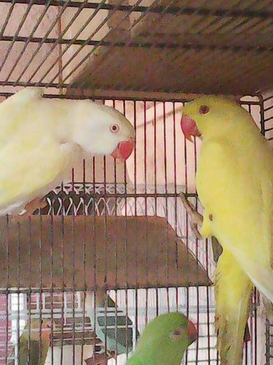 12742511_1120723521305643_5014947645302118943_n - micu alx