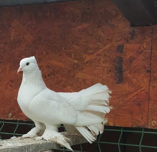 fem2015Dnu.Horea.Loc.Tasnad.jud Satu Mare