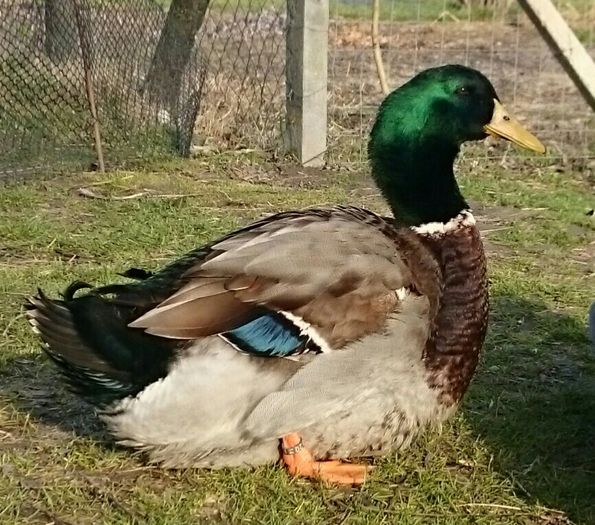 tmp_19983-_20160217_153035-1904945392