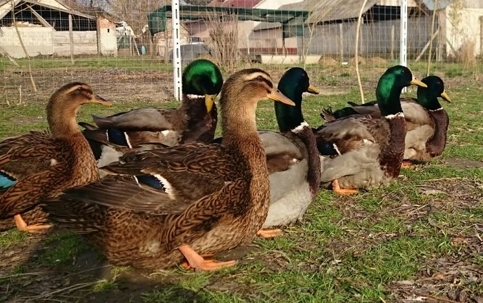 tmp_19983-_20160217_152310-623967542