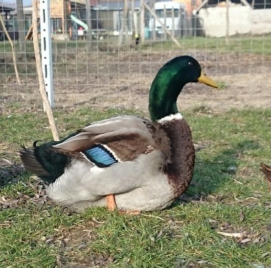 tmp_19983-_20160217_151854783210854