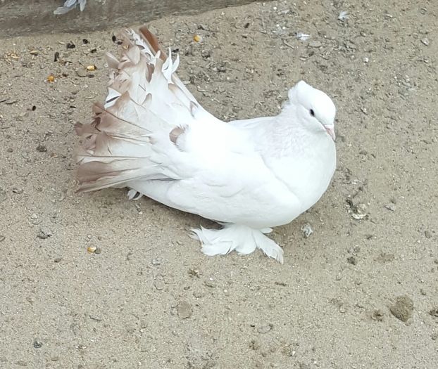 masc.2014.Dnu.Horea.Loc.Tasnad.jud Satu Mare