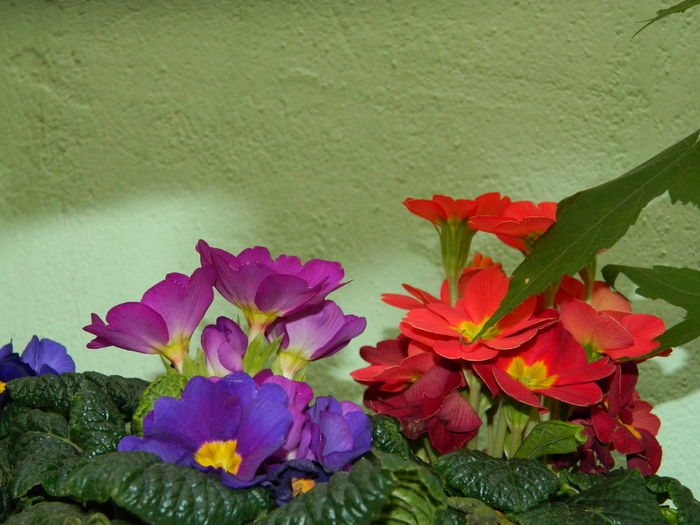 DSCN8705