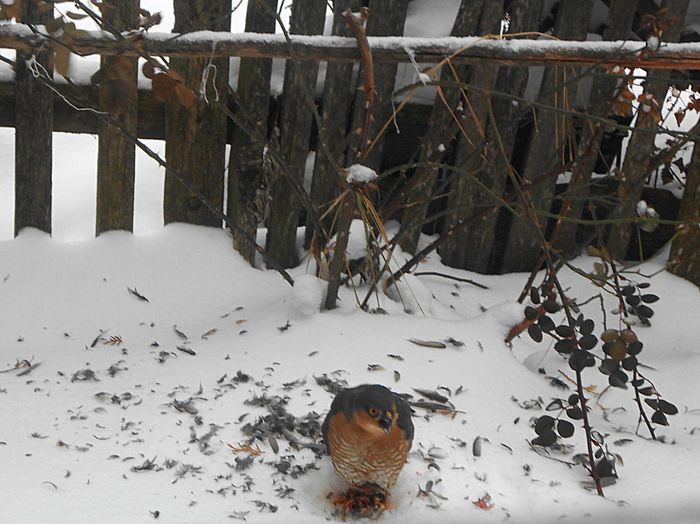 uliu pasarar dupa ce i-a reusit vanatoarea